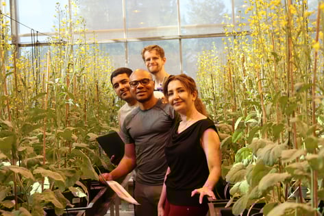 CSO Farah Nour and team conducting a Soileos Boron + Zinc greenhouse trial, driving innovation in sustainable crop nutrition.